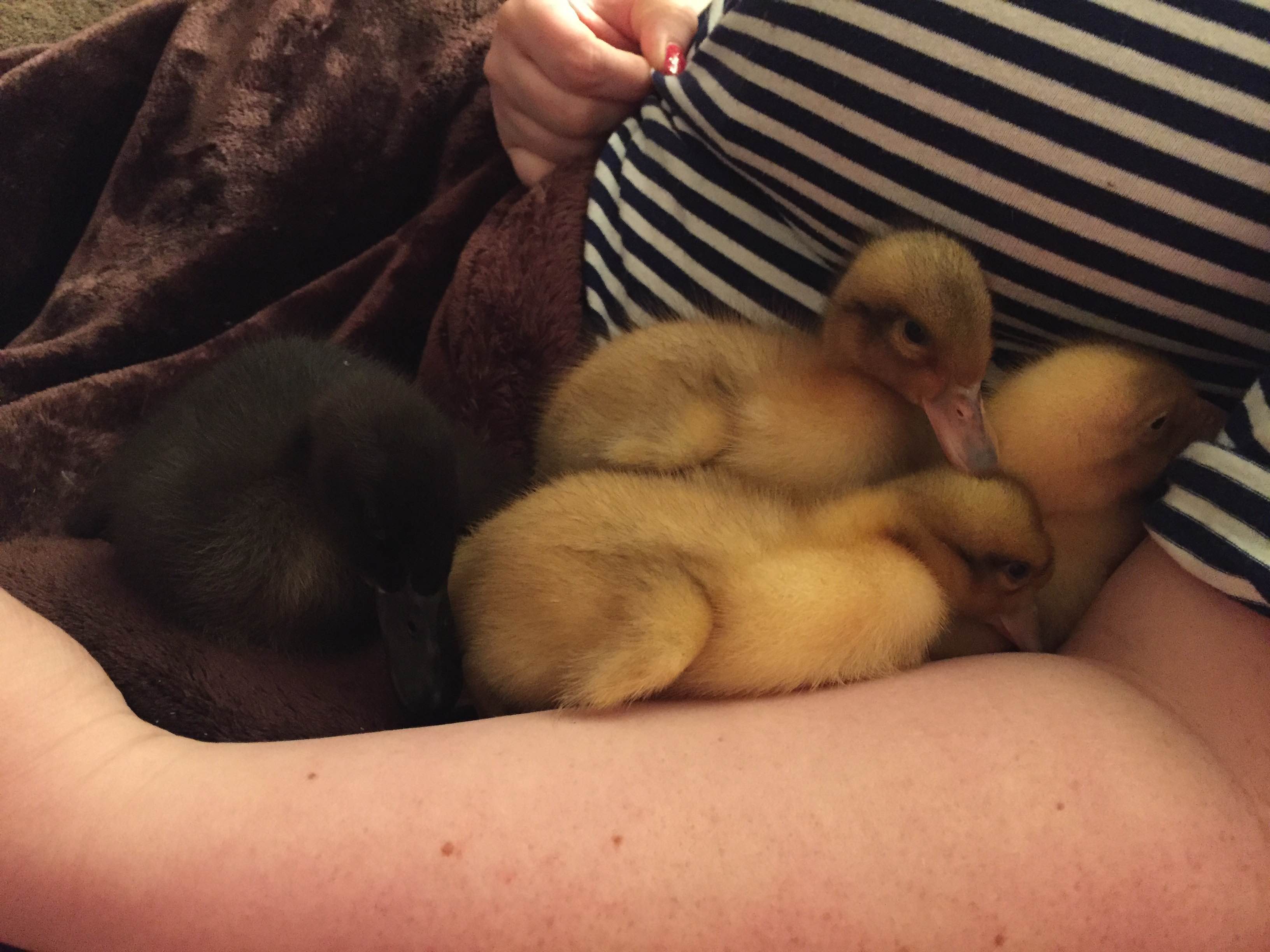 8 Reasons Why You Should Have Ducks