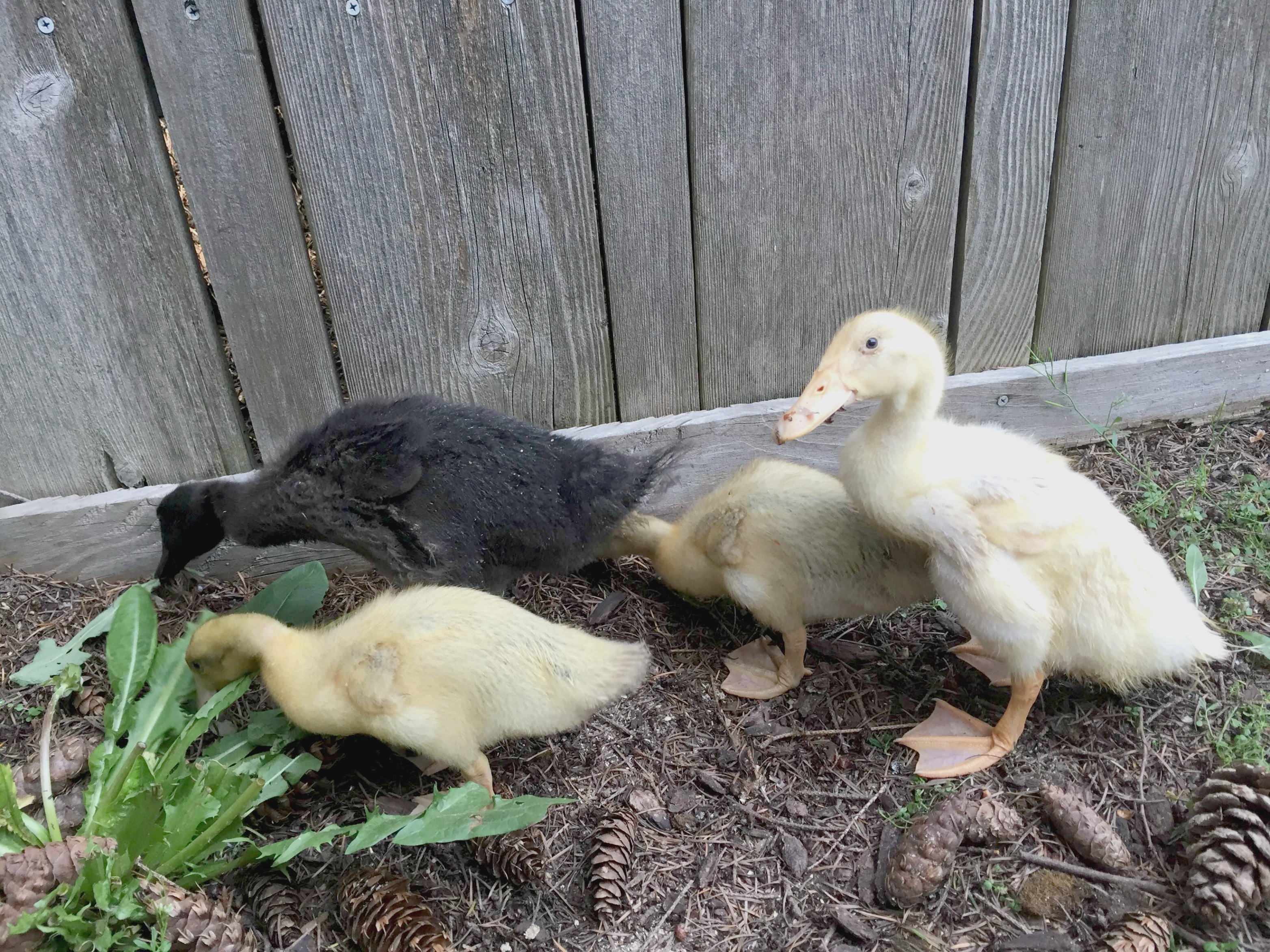 12 Necessities For Raising Backyard Ducks - The Ox Mama