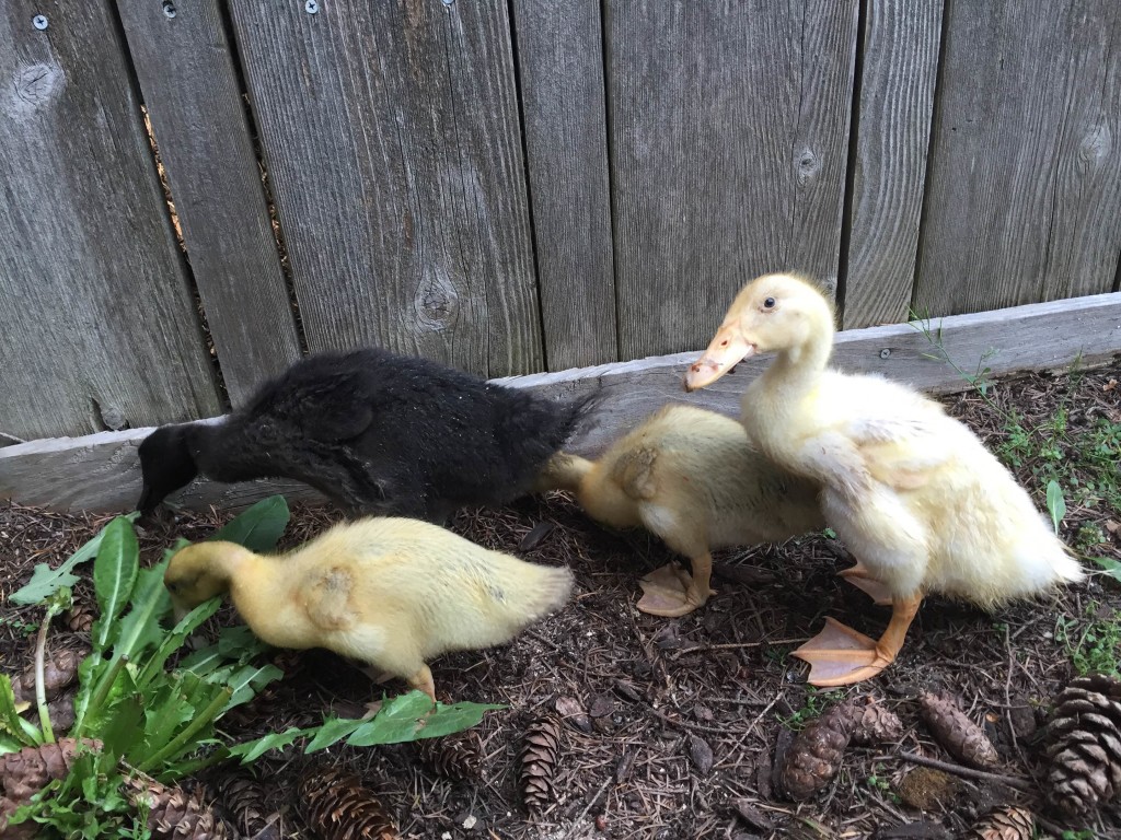 8 Reasons Why You Should Have Ducks