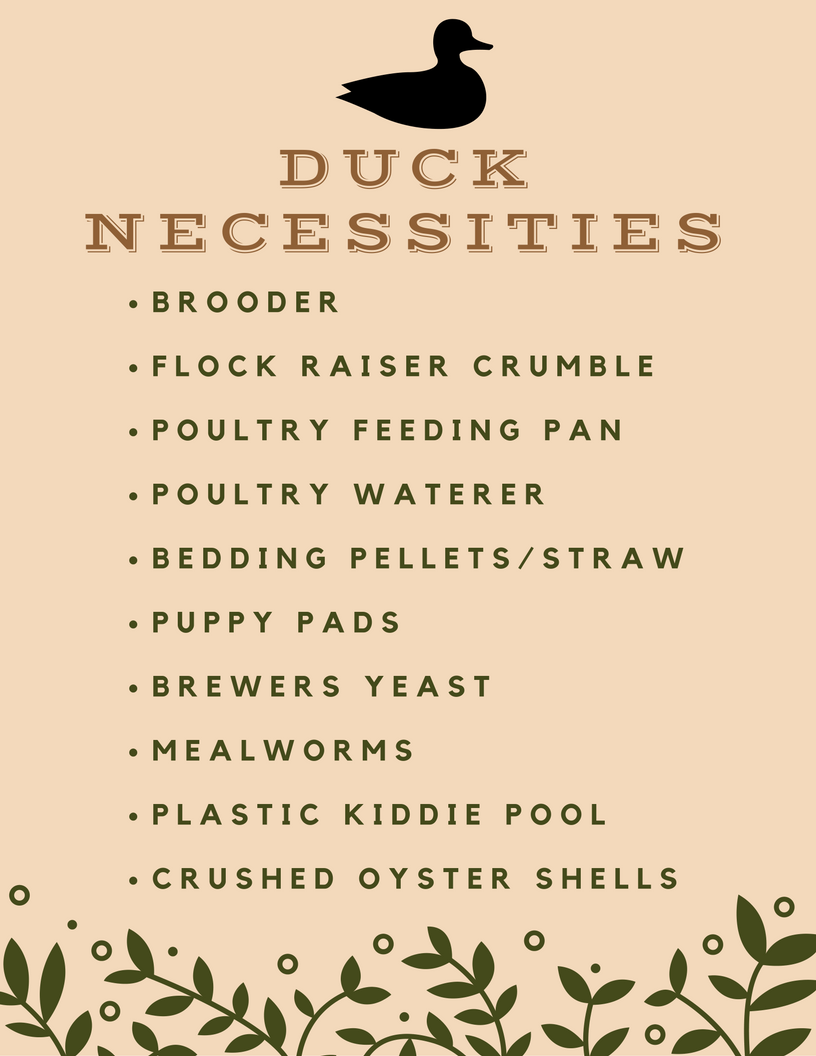 12 Necessities For Raising Backyard Ducks